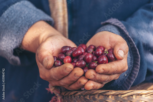 Man Hands harvest coffee bean ripe Red berries plant fresh seed coffee tree growth in green eco organic farm. Close up hands harvest red ripe coffee seed robusta arabica berry harvesting coffee farm photo