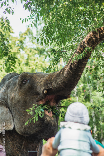 The head of an elephant that collects food from a tree with its trunk © Vitaliy
