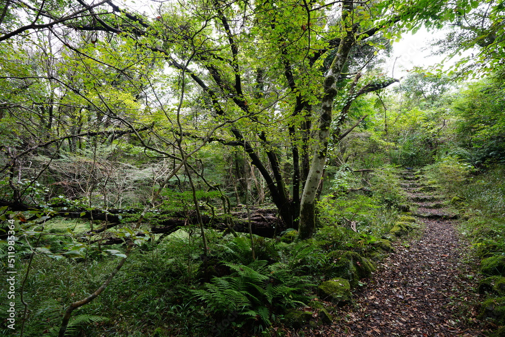 pathway through thick wild forest pathway through thick wild forest