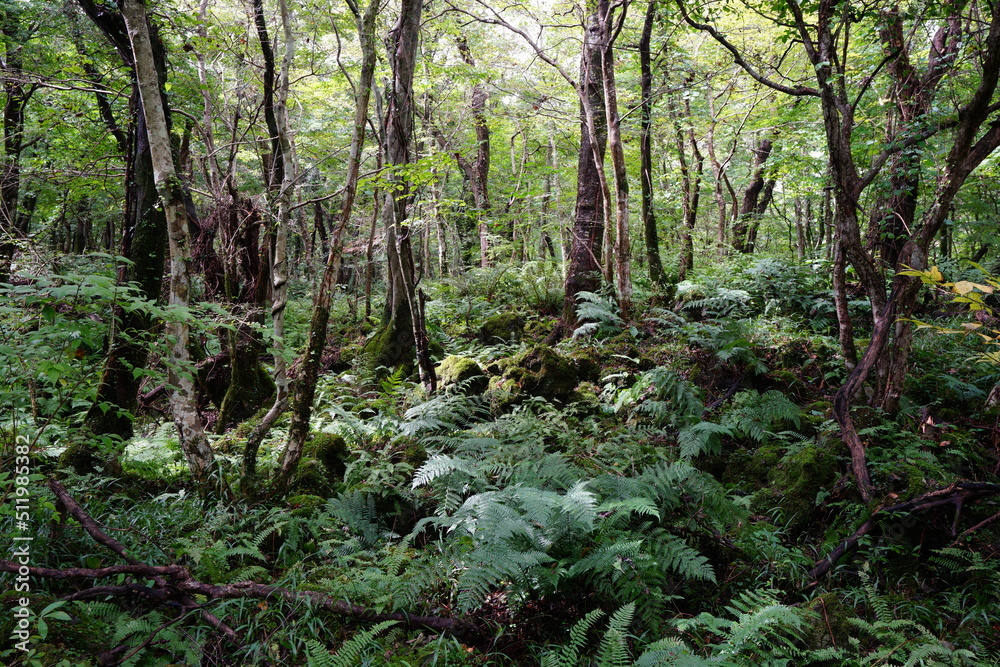 primeval forest with mossy rocks and fern primeval forest with mossy rocks and fern