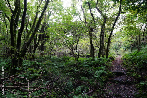 fern and pathway in autumn forest