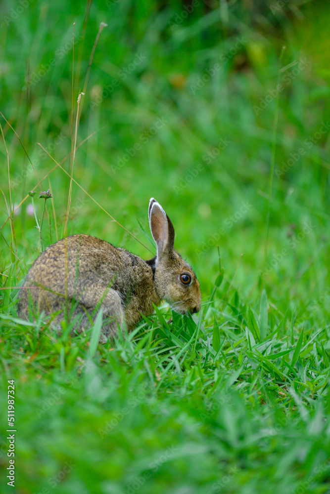 Fototapeta premium A Wild brown bunny sitting on green grass with dry grass, looking for feeding food in the garden. Cute animal and pet.