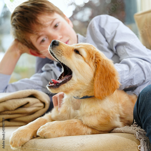 hovawart golden puppy. Young Boy Playing with his Puppy at home. pets and children. happy boy dreaming about a puppy