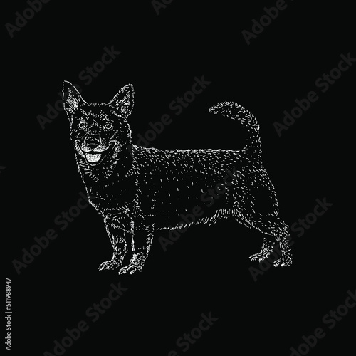 Lancashire Heeler hand drawing vector illustration isolated on black background