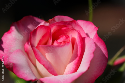 Pink and white color tone rose flower head close up macro photograph taken on a sunny day.