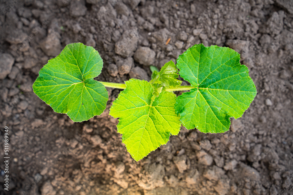 A young green sprout of zucchini with large leaves close-up grows in the soil on a garden bed, in the evening at sunset A young green sprout of zucchini with large leaves close-up grows in the soil on a garden bed, in the evening at sunset