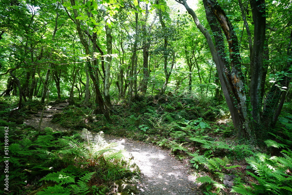 refreshing forest path in the sunlight refreshing forest path in the sunlight