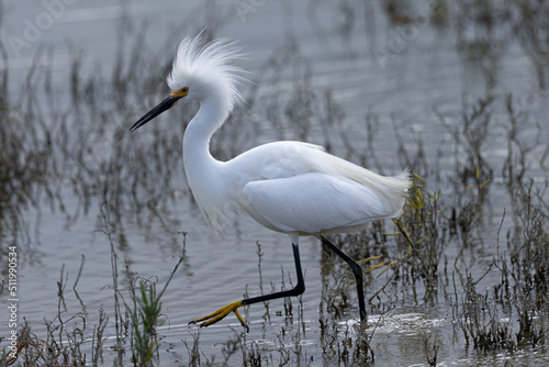 Close-up of a snowy egret with spiky feathers