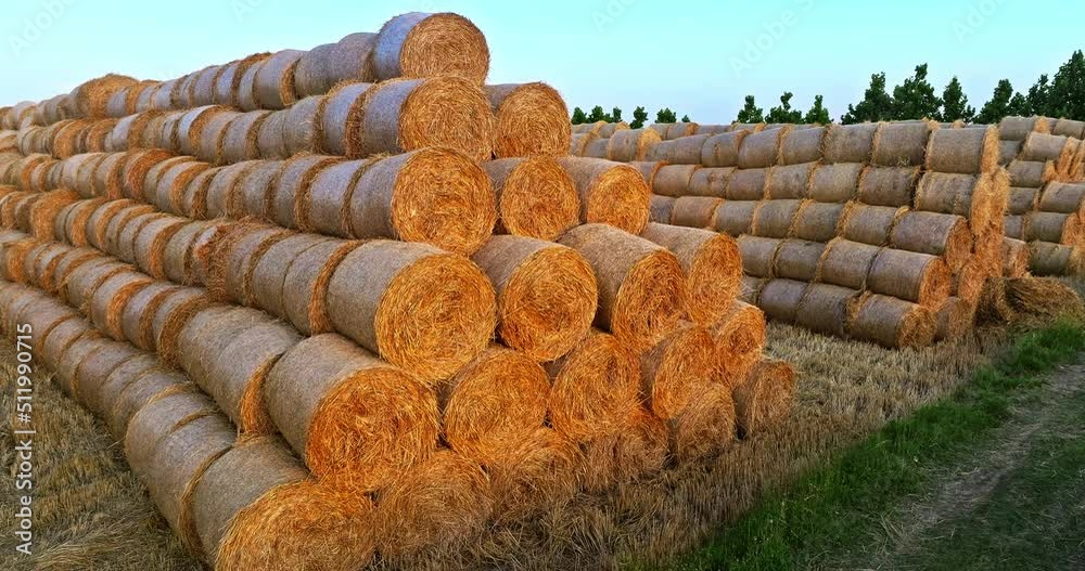 Straw bales in a wheat field. Straw bales stacked in farm field after wheat harvest. Wheat straw can be used as fuel, as animal feed and as raw material for paper. Straw bales in a wheat field. Straw bales stacked in farm field after wheat harvest. Wheat straw can be used as fuel, as animal feed and as raw material for paper.
