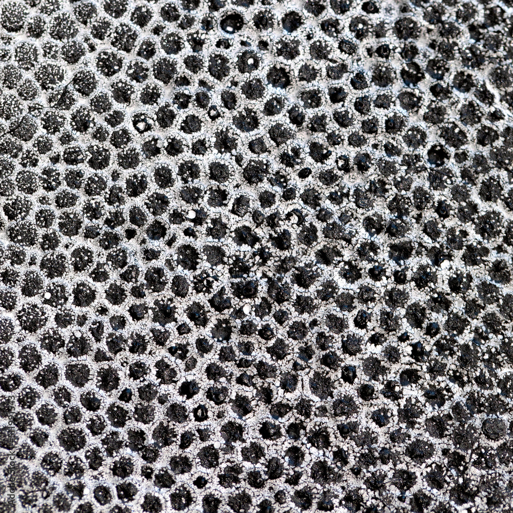 black and white foams