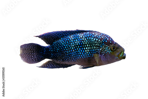 Rocio octofasciata fish or Cichlasoma bee on blue water background as aquarium pets. photo