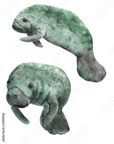 Watercolor hand drawn illustration of florida manatee marine animal. Sea ocea underwater mammal, endangered species in the wild, water wildlife, ecology environment river protection. photo