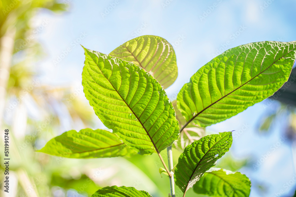 Kratom leaves, Thai herbs that promote health and cure diabetes Kratom leaves, Thai herbs that promote health and cure diabetes