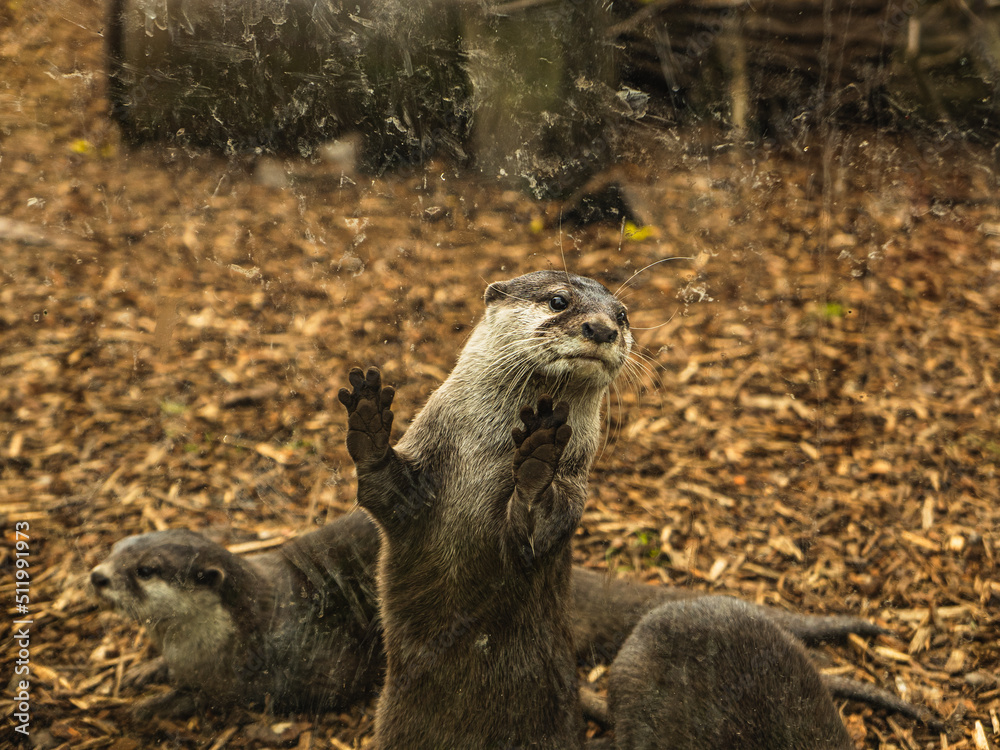 Fototapeta premium otter in the zoo