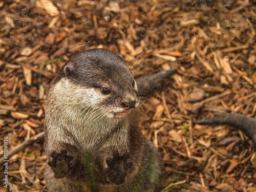 otter in the zoo