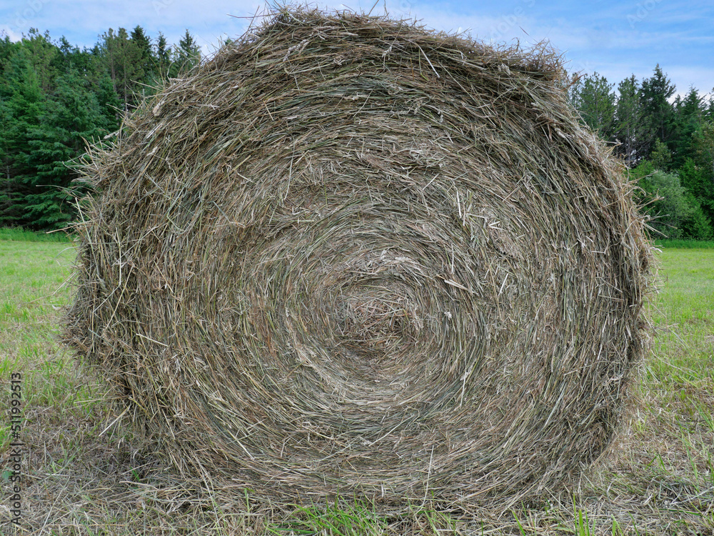 Round bale of hay, fodder for cattle, viewed from its side