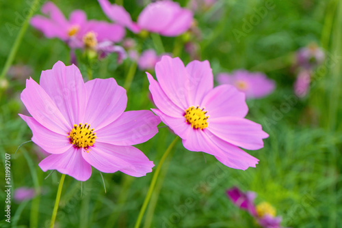 Cosmos colorful flower in the beautiful garden © CasanoWa Stutio