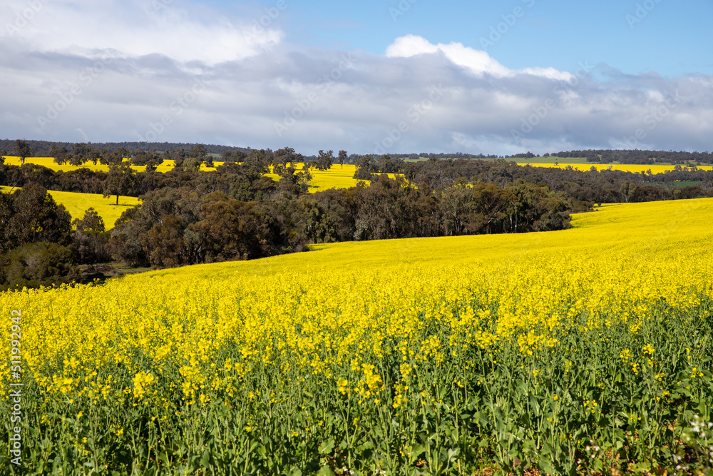Fototapeta premium rapeseed field in spring