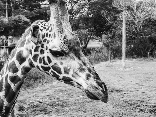 Photography giraffe in the zoo