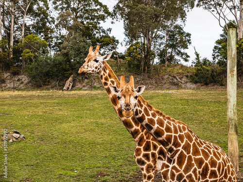 Photography giraffe in the zoo