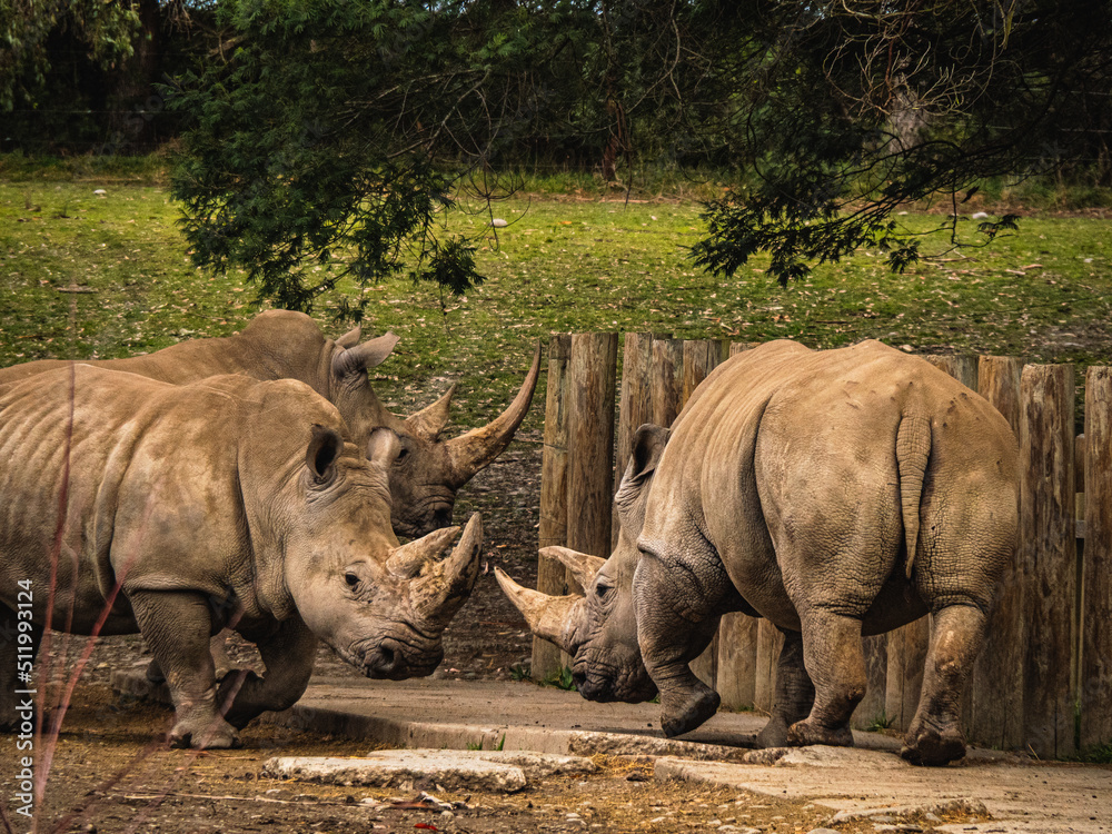 Fototapeta premium rhino in the zoo