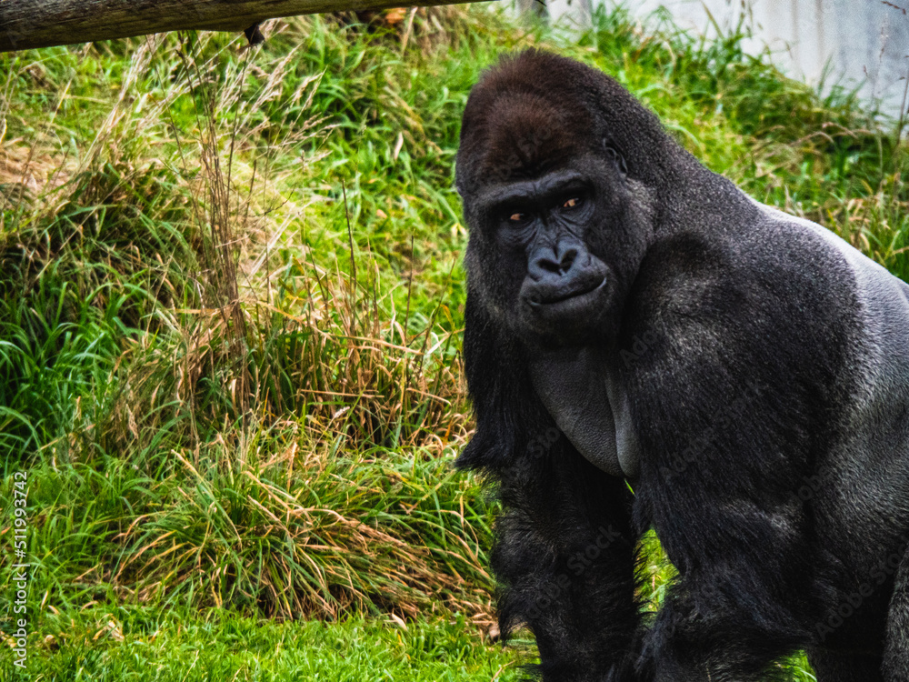 Fototapeta premium Portrait of Gorilla