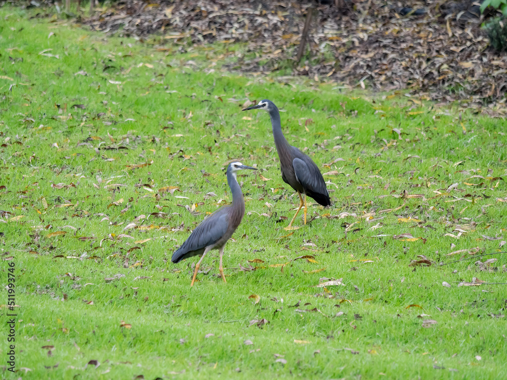 Fototapeta premium Grey Herons Facing