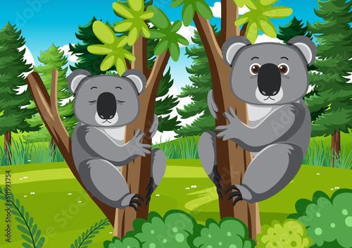 Photography Koalas in the forest background