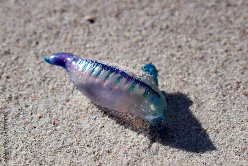 Blue bottle lying on the beach in Cape Town