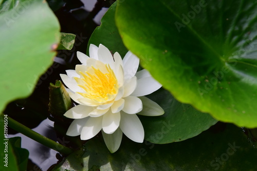          the water lily of Tokyo   