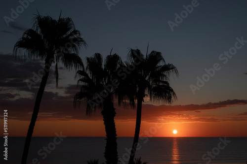 Palm tree silhouette during sunrise time in the morning