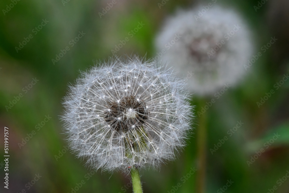 Fluffy dandelion seed heads may be the bane of your lawn, but they are an important part of the environment. Fluffy dandelion seed heads may be the bane of your lawn, but they are an important part of the environment.