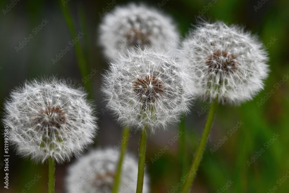 Fluffy dandelion seed heads may be the bane of your lawn, but they are an important part of the environment.