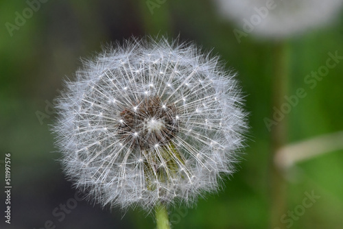 Fluffy dandelion seed heads may be the bane of your lawn  but they are an important part of the environment.