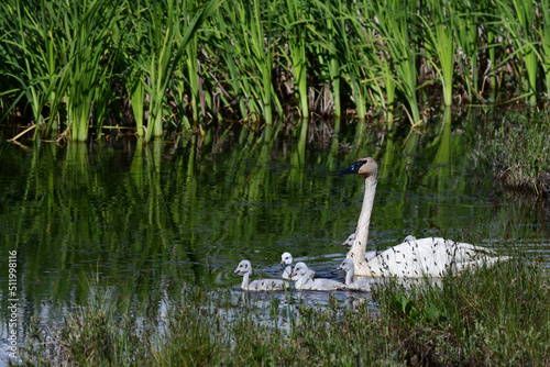 An adult trumpeter swan (Cygnus buccinator) and cygnets at Potter Marsh near Anchorage, Alaska.