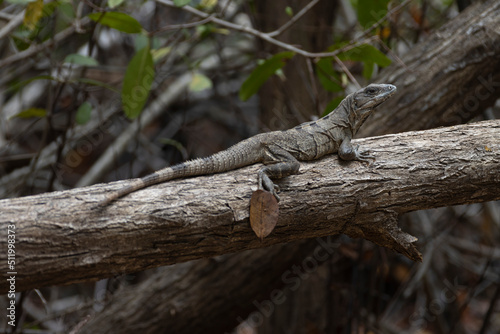 iguanas en TULUM MEXICO