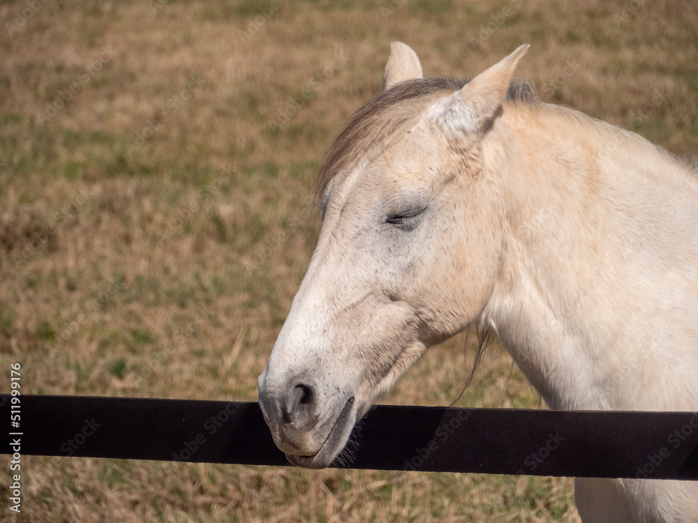 Fototapeta premium HORSE