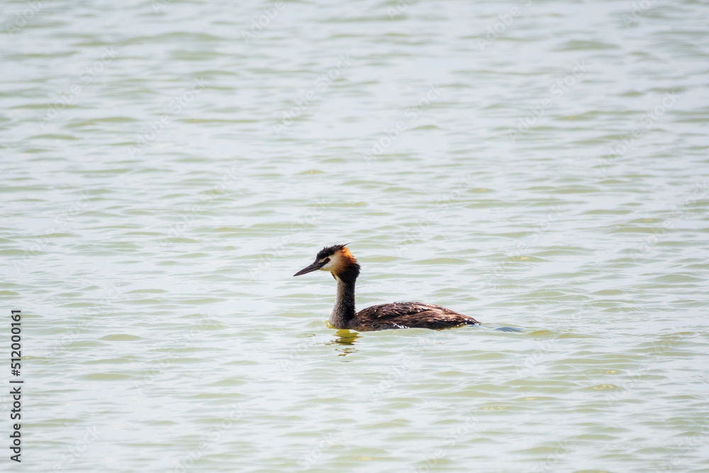 The waterfowl bird Great Crested Grebe swimming in the calm lake The waterfowl bird Great Crested Grebe swimming in the calm lake