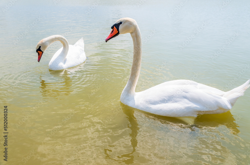 Two Graceful white Swans swimming in the lake, swans in the wild