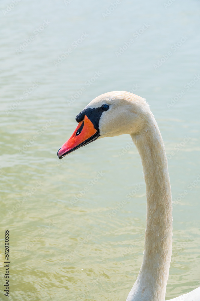 Portrait of a graceful white swan with long neck on blue water background. Portrait of a graceful white swan with long neck on blue water background.