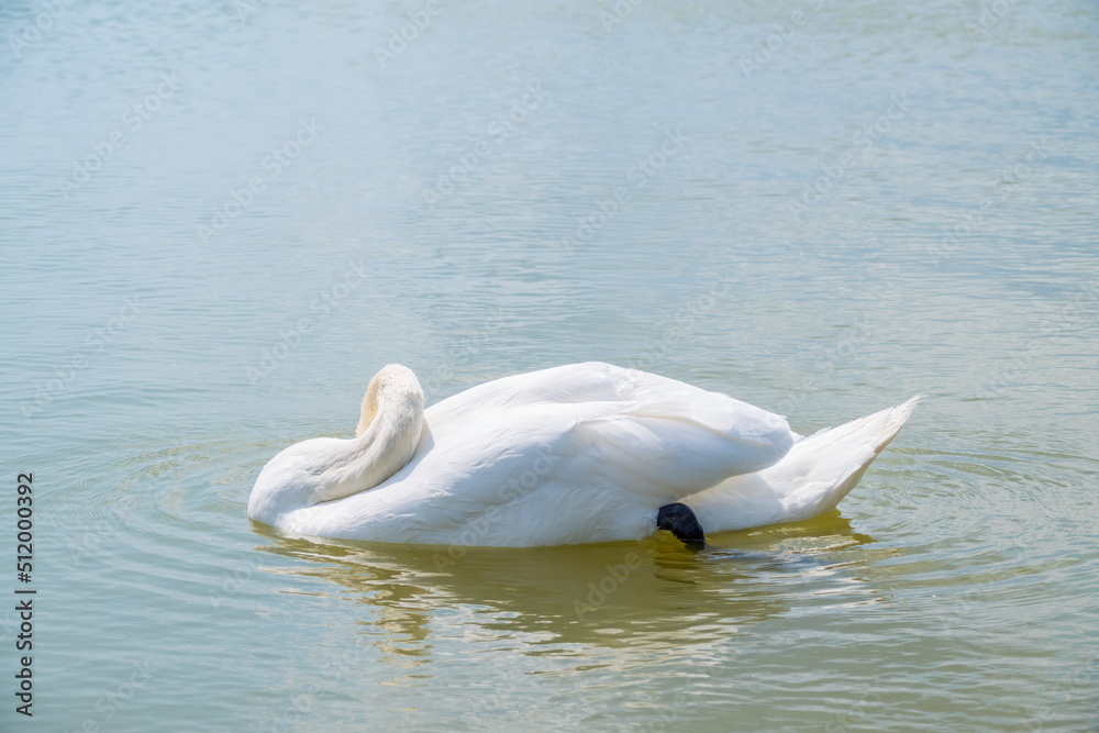 Graceful white Swan swimming in the lake, swans in the wild. Portrait of a white swan swimming on a lake. Graceful white Swan swimming in the lake, swans in the wild. Portrait of a white swan swimming on a lake.