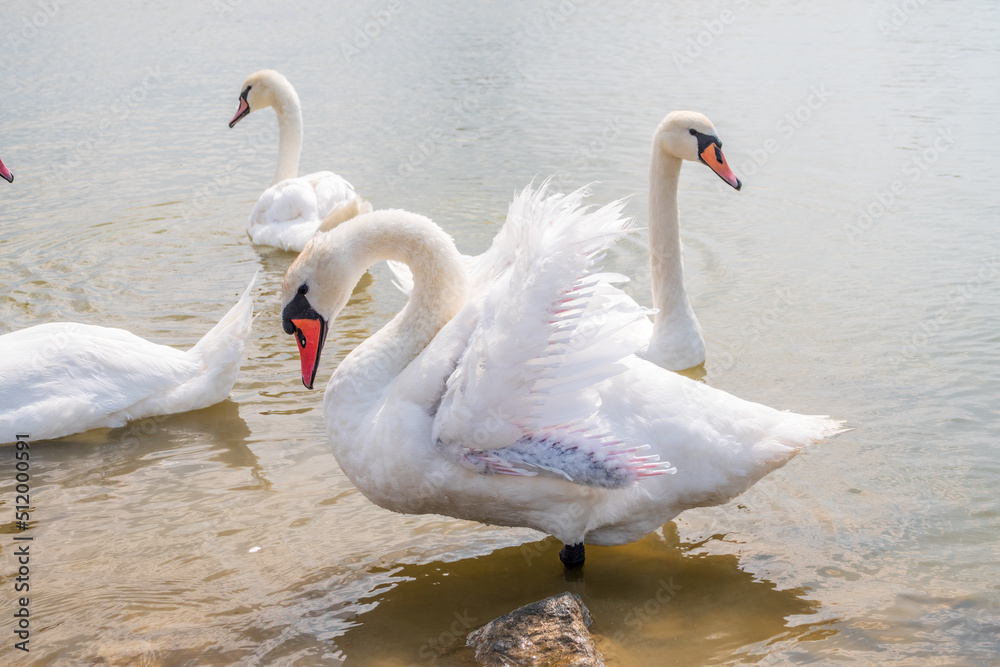 Fototapeta premium Graceful white Swan swimming in the lake, swans in the wild. Portrait of a white swan swimming on a lake.