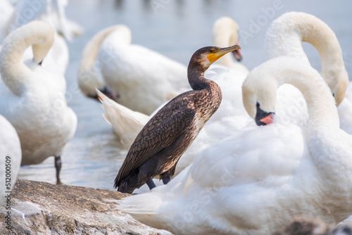 Fototapeta Naklejka Na Ścianę i Meble -  Great cormorant stands among white swans on the lake shore