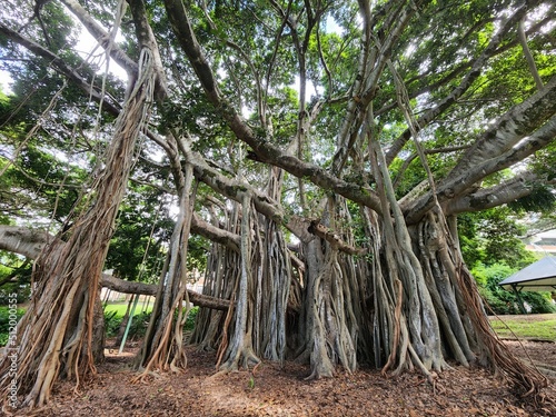 Banyan Strangler Fig Tree with many roots at Brisbane City Botanical Gardens Queensland Australia photo