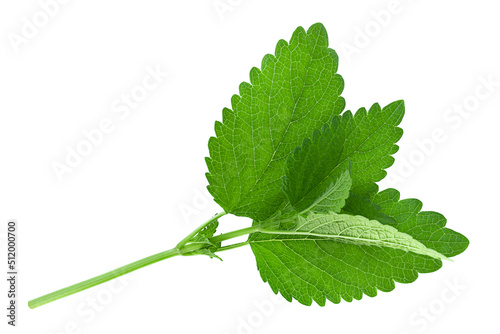 Lemon balm herb leaf on white photo