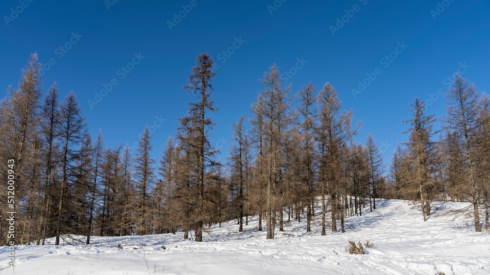 custom made wallpaper toronto digitalWinter day in the forest. Bare trees against a clear blue sky. Paths are trodden in the snowdrifts. Altai