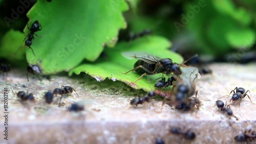 ants macro in the garden
