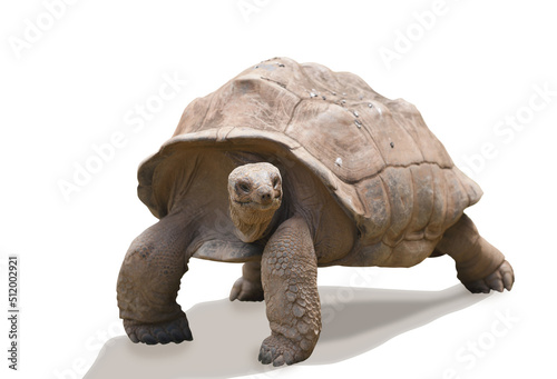 Foto tortue des Galápagos sur fond blanc