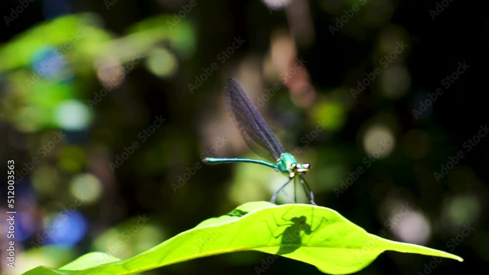 Dragonfly does a loop and lands back on leaf Dragonfly does a loop and lands back on leaf