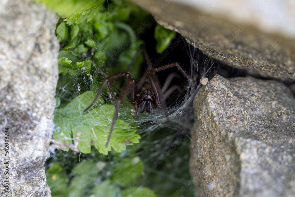 Eine Große Winkelspinne sitzt frontal auf ihrem Netz zwischen Steinen Eine Große Winkelspinne sitzt frontal auf ihrem Netz zwischen Steinen